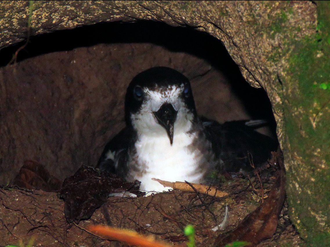 ¡Nuevas colonias y nidos de Petreles de Galápagos!